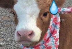 娱乐吃瓜酱最委屈,揭秘最委屈幕后故事